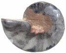 Split Black/Orange Ammonite (Half) - Unusual Coloration #55623-1